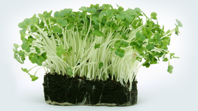 什么時(shí)候施用腐植酸水溶肥效果會(huì)更好？