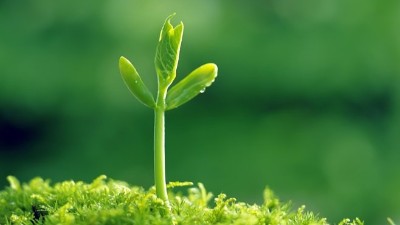 葉面施肥“三大錯(cuò)”，能用對(duì)的沒(méi)幾個(gè)!