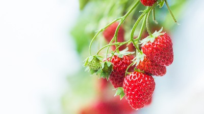 草莓花少、果少的六大解決措施