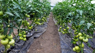 西紅柿膨果慢，萊昂水溶肥教你試試這些方法