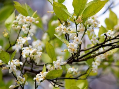 柑橘無花少花什么原因？該怎么辦？