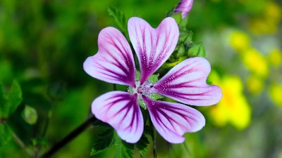 養(yǎng)花施肥3大禁忌，方法不對(duì)，花肥白費(fèi)!