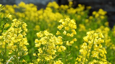 硼肥有哪些使用誤區(qū)，看看萊昂水溶肥怎么說