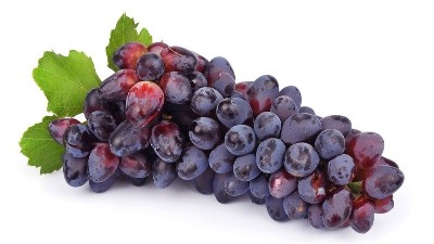 葡萄采后管理不上心?來(lái)年芽弱、花少、產(chǎn)量低。