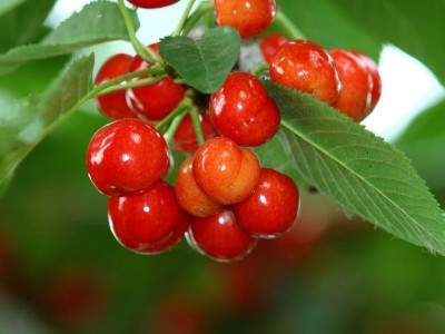 磷酸二氫鉀能和鈣肥、硼肥一起混用嗎？