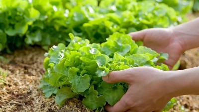 蔬菜出現(xiàn)這些癥狀，可能是缺鉀了