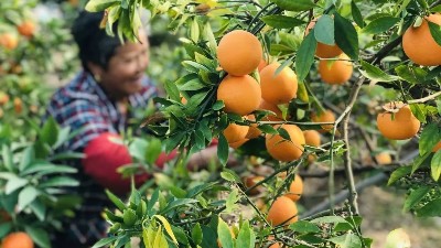 礦源黃腐酸鉀什么時(shí)候用最好，萊昂水溶肥告訴你