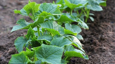 蔬菜噴施微肥要注意六點(diǎn)