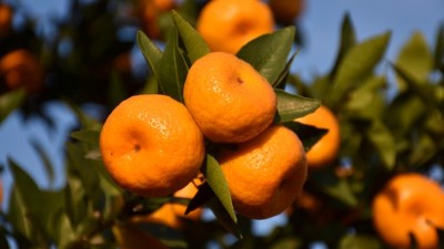 夏季柑桔管理要點有哪些？