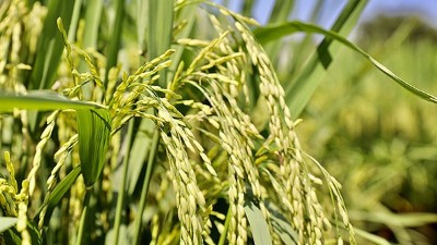 作物缺鋅有何癥狀？鋅肥對(duì)植物的作用？