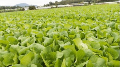 夏季蔬菜管理有技巧“七要點(diǎn)、三不要、三忌”