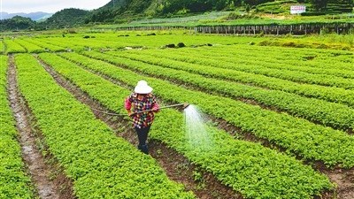 打藥時(shí)這樣就錯(cuò)了!農(nóng)藥混配門道多，切忌“一鍋燉”