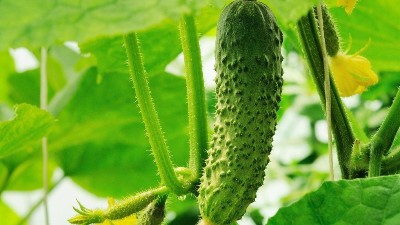 夏季種植黃瓜，這六點(diǎn)一定要知道！