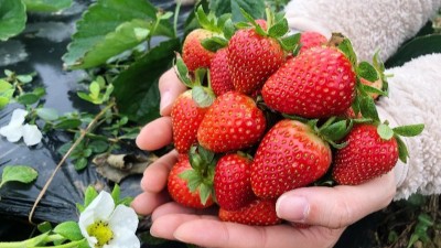 磷酸二氫鉀在這三個(gè)時(shí)間點(diǎn)使用，效果最佳。