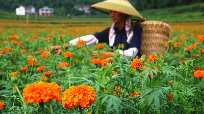萬壽菊該如何施肥呢？萊昂水溶肥教給你