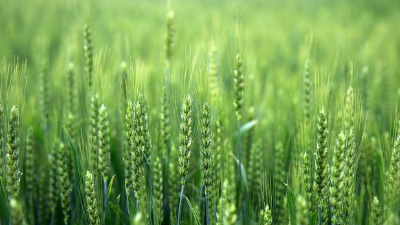 使用小麥除草劑，一定記住“8不要，2必須”!