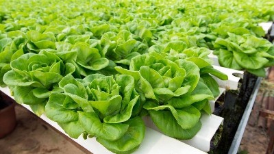 蔬菜種植病蟲害綠色防控技術(shù)7要點