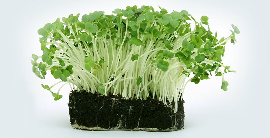 什么時候施用腐植酸水溶肥效果會更好？