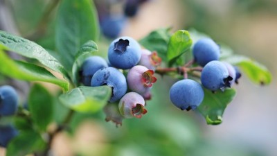 藍(lán)莓種植應(yīng)該注意哪些些因素呢？
