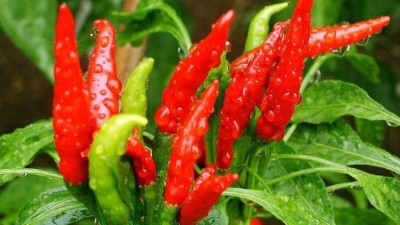 辣椒想要高產(chǎn)，合理施硼是關(guān)鍵。